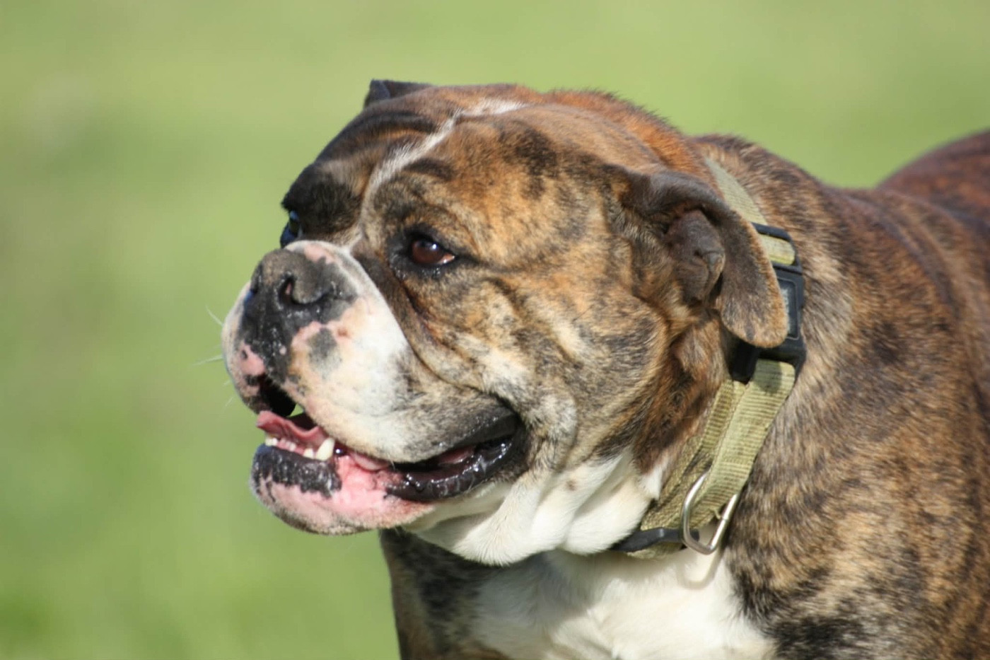 Tiana Des sources sacrees