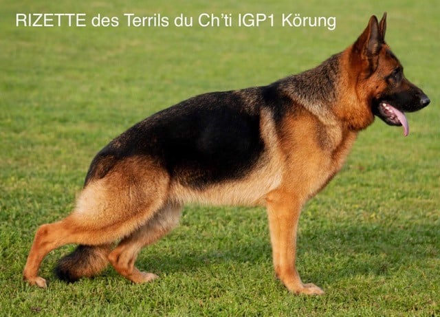 CH. Rizette des Terrils du Ch’ti