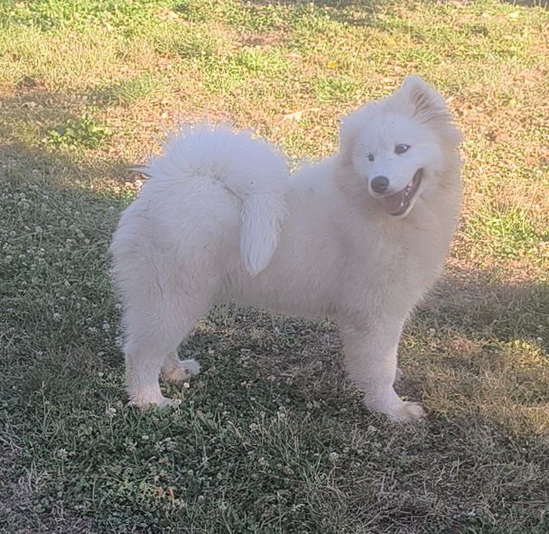 Publication : Pastush'i Sobaki 