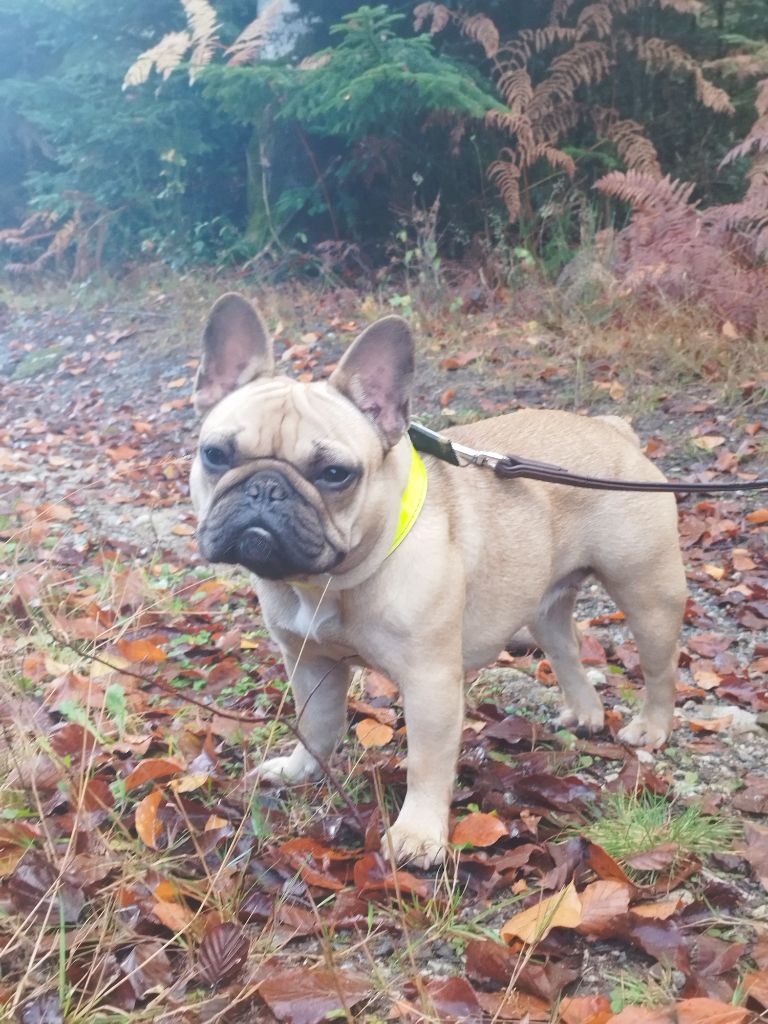 Publication : De La Bouledomiere De Nesle Auteur : Karine Strizyk