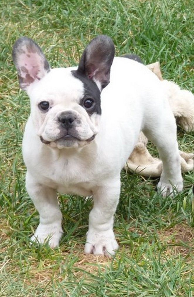 Publication : de sharp et boule de Nat Auteur : Nathalie Billaudeau