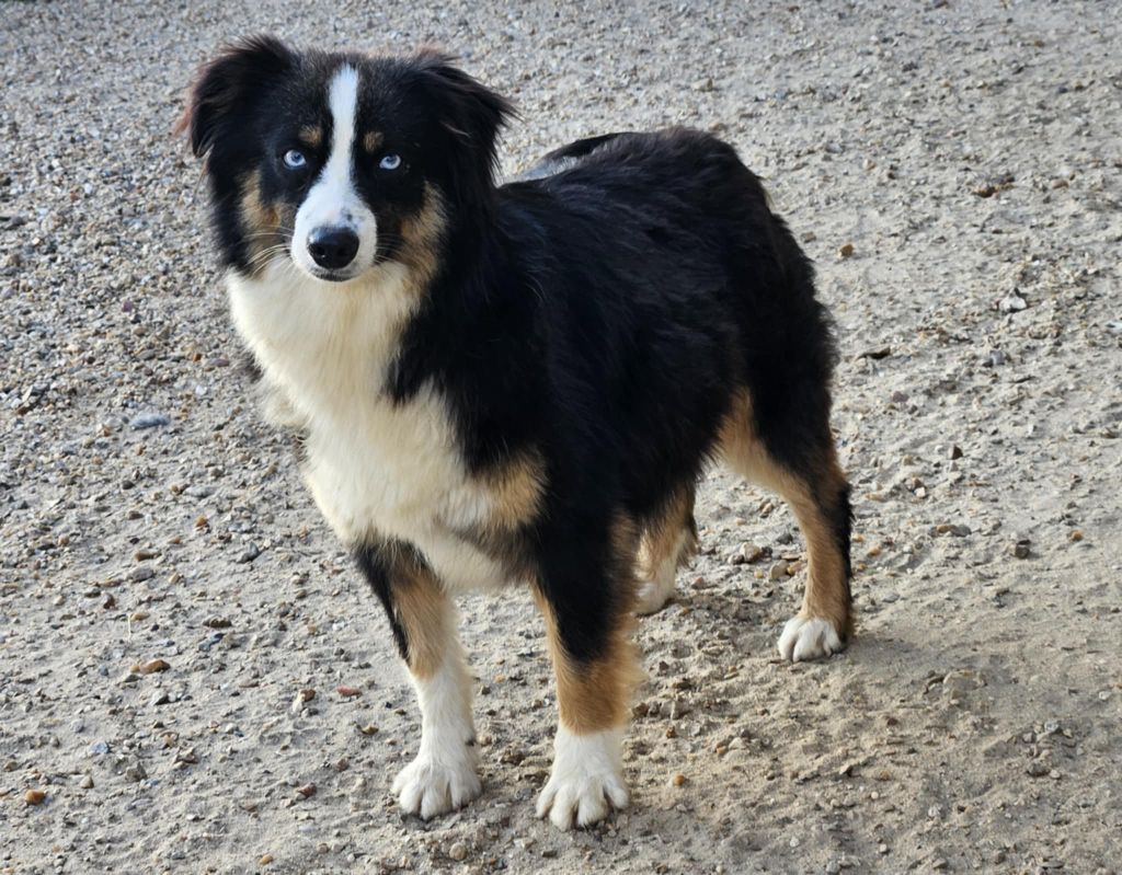 Publication : de l'Angelarde