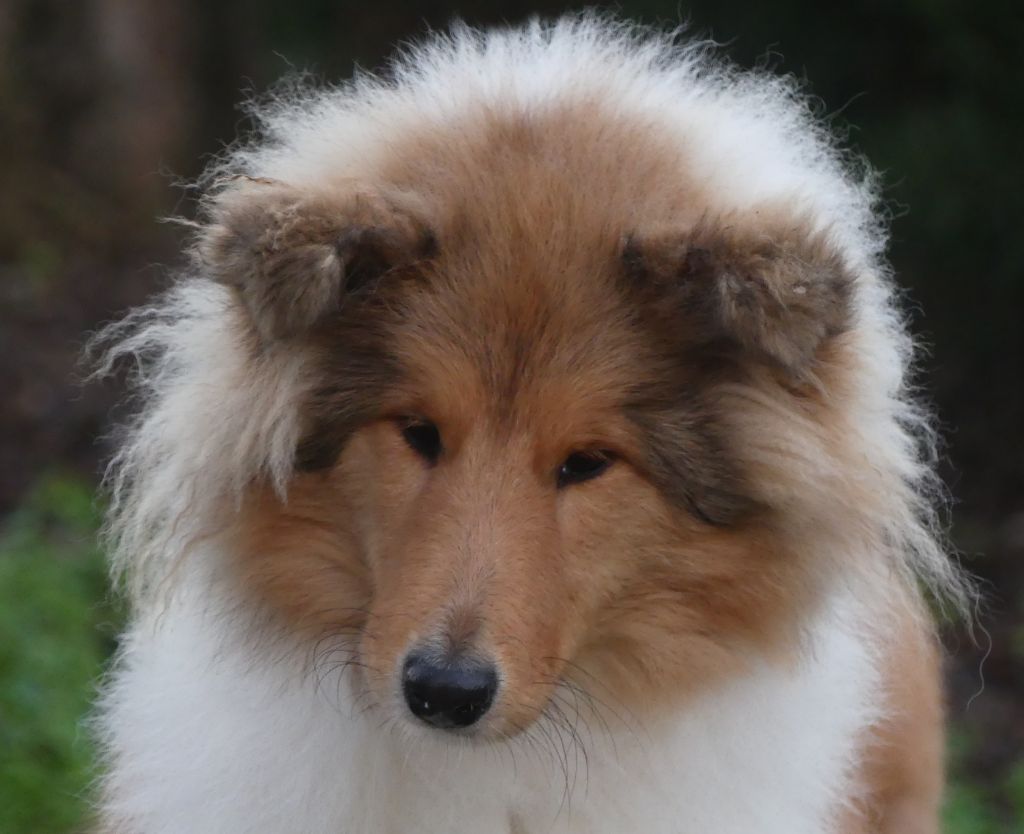 Publication : De La Nit