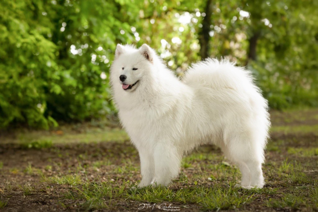 Publication : Of Volkana 