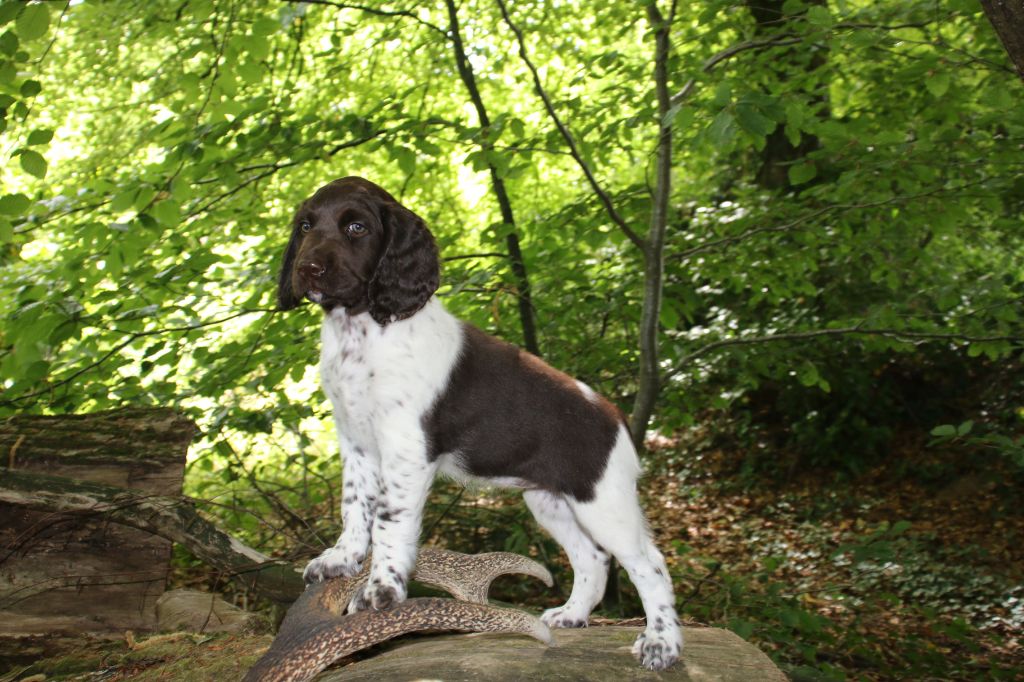 Publication : De La Mordorée Du Tertre 
