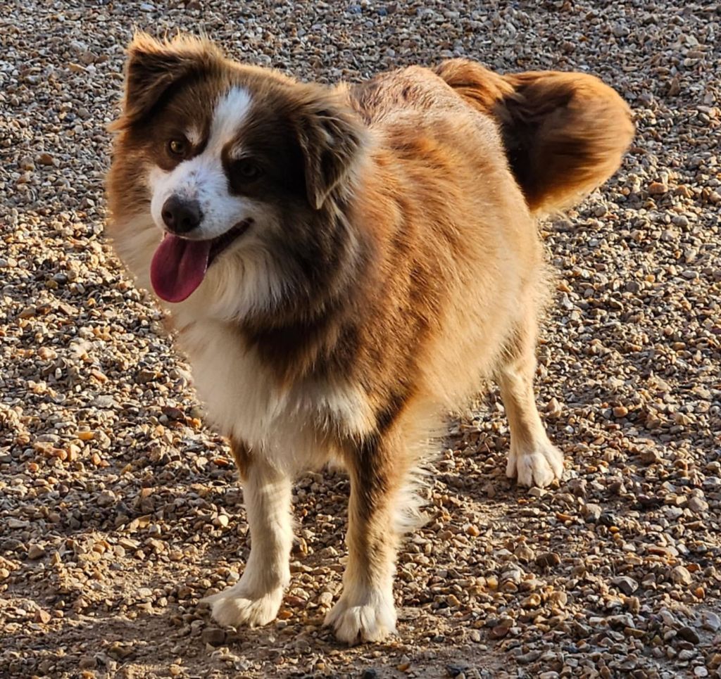 Publication : de l'Angelarde 