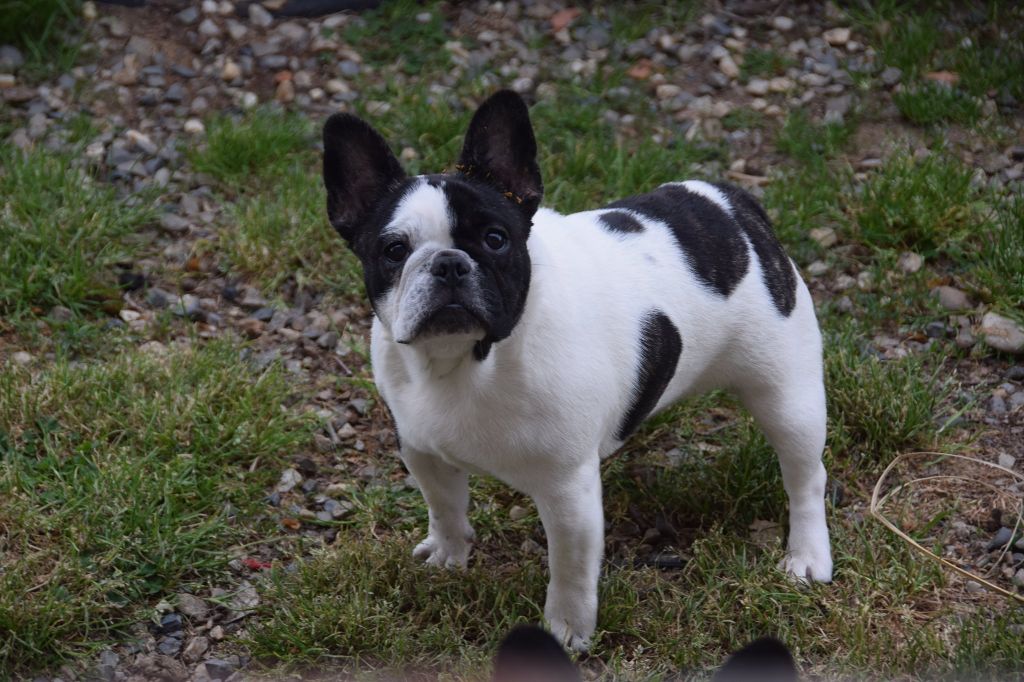 Publication : des bouilles de la Garonne 