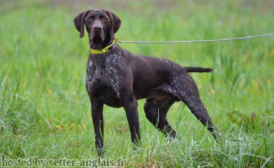 Gilou Du Clos De La Venoterie