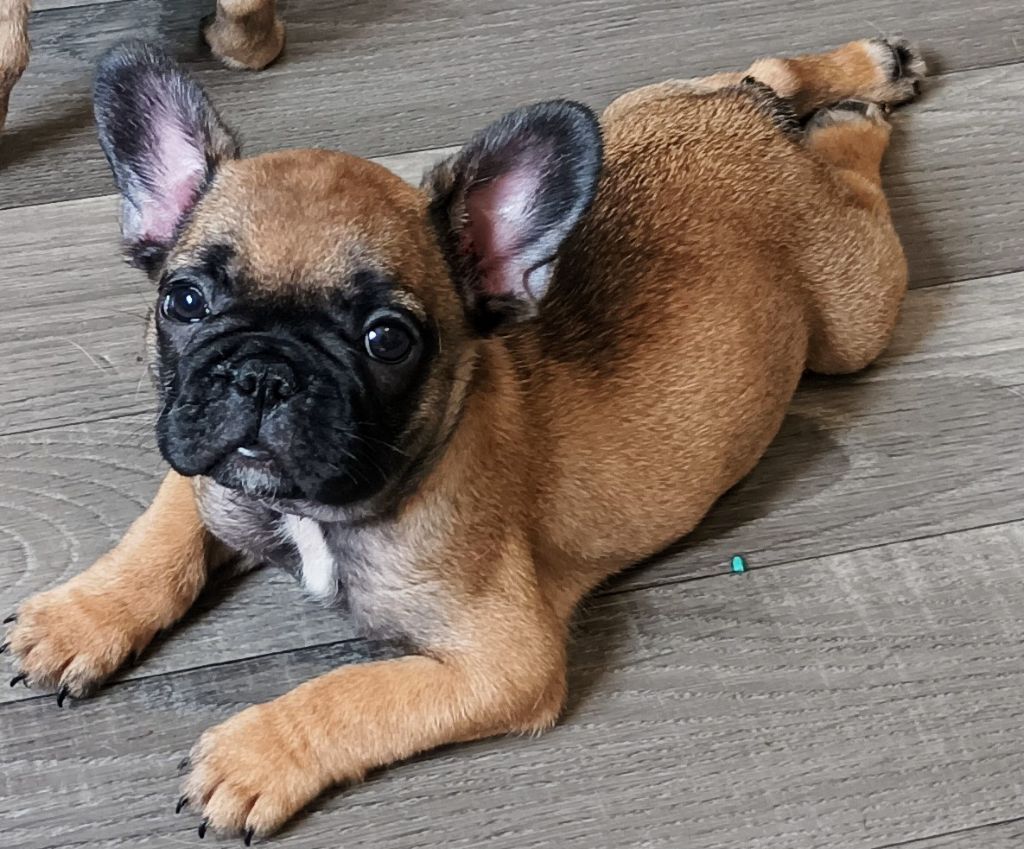 Publication : Clos Des Papéraks Auteur : MARIE-CHRISTINE LEBLANC