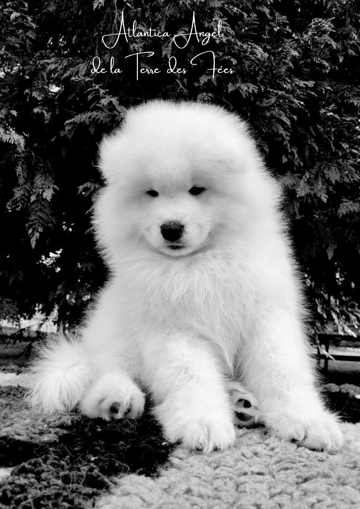 Publication : De La Terre Des Fées 