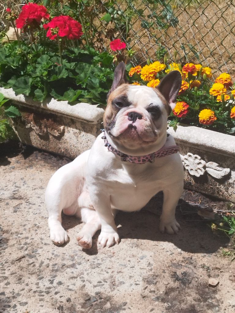 Publication : De La Bouledomiere De Nesle Auteur : Karine Strizyk