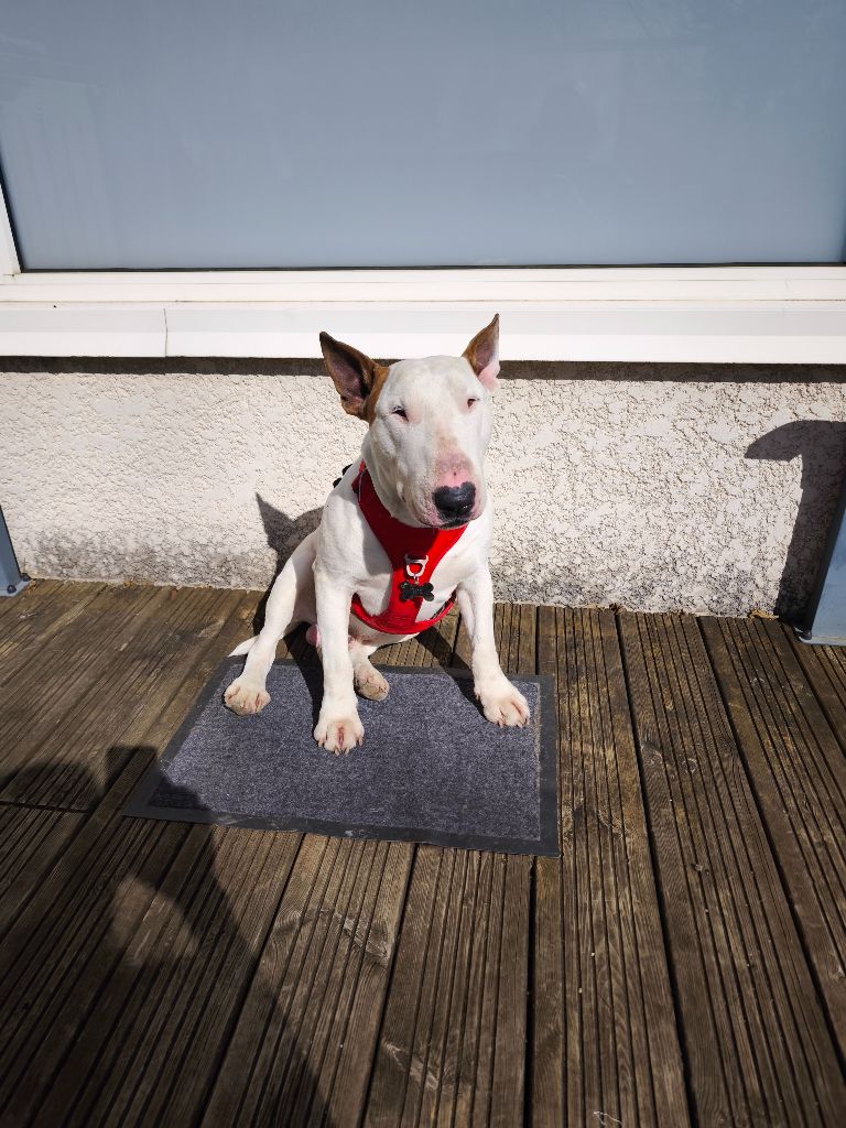 Publication : Angelika Blasiak Auteur : Angelika