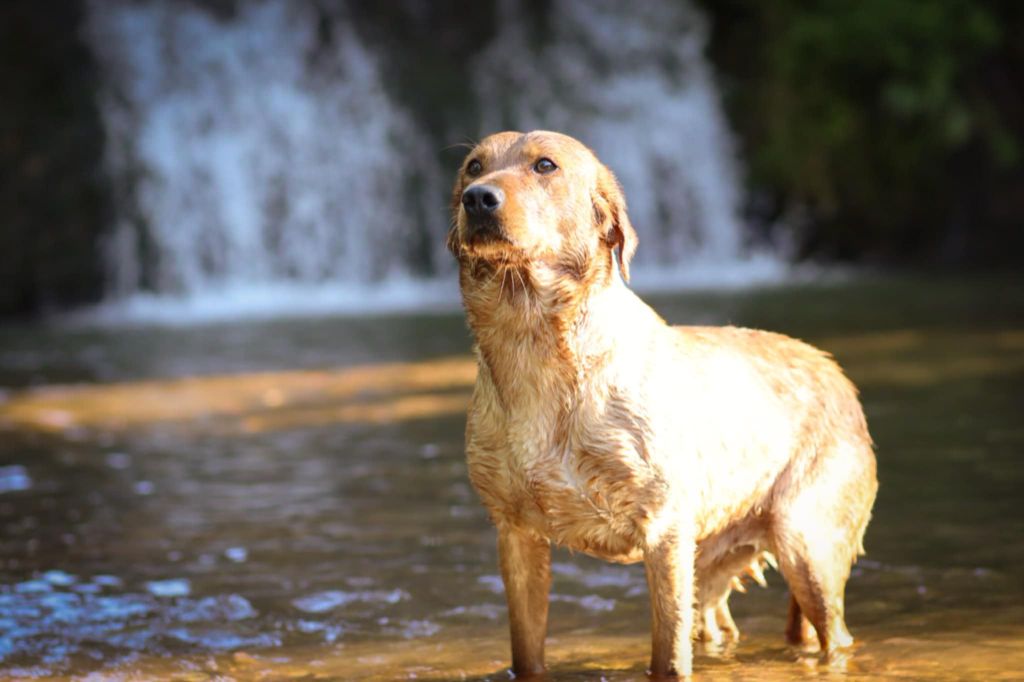 Publication : du domaine des honos Auteur : domaine des honos