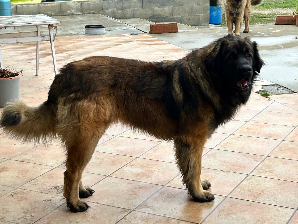 Publication : Des Leos Aux Coeurs De Lions Auteur : Audrey