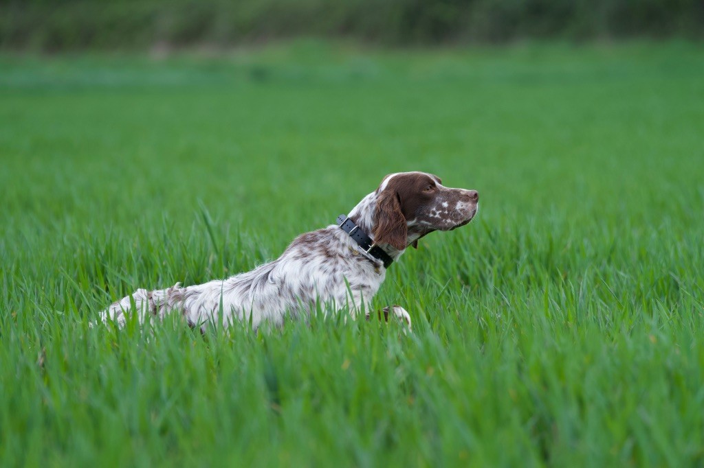 Publication : Du Mont Des Egines 