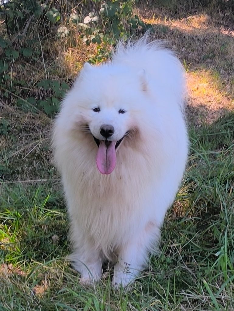 Publication : Pastush'i Sobaki Auteur : Oberdorff Sophie