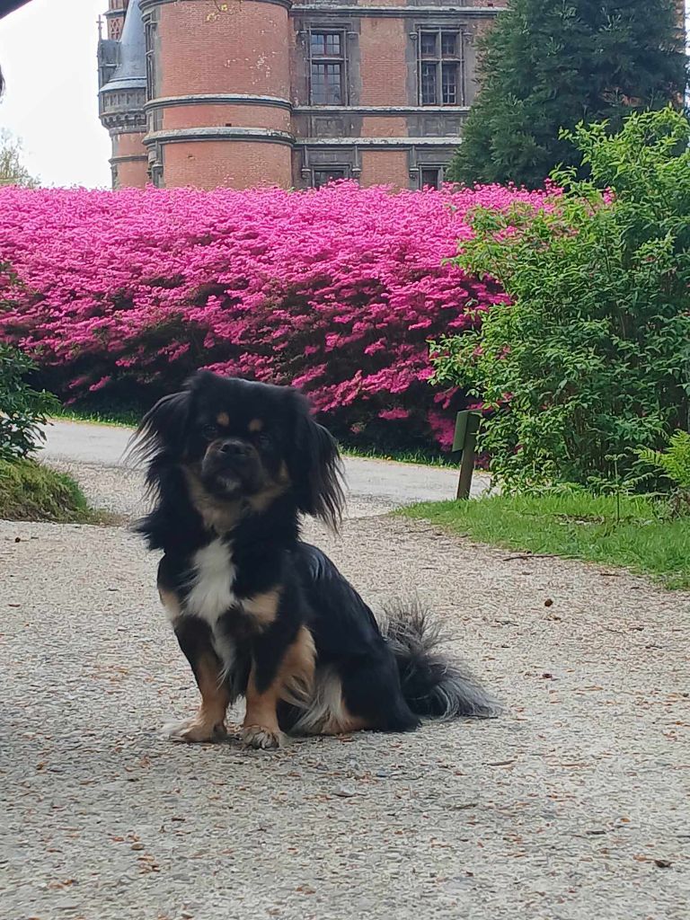 Publication : Du Lac De L'amdo 