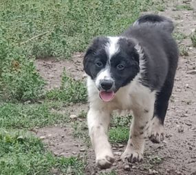 Publication : legend of red robin