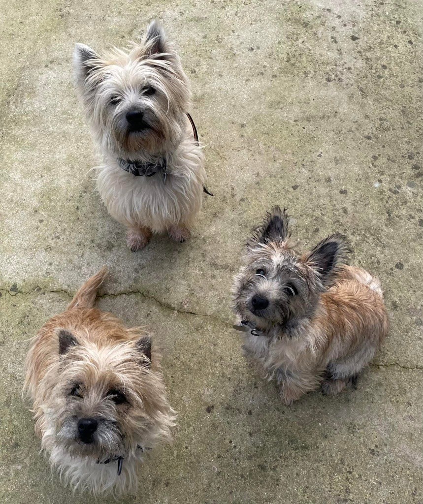 Publication : De La Maison Jaal Auteur : Kissifrott