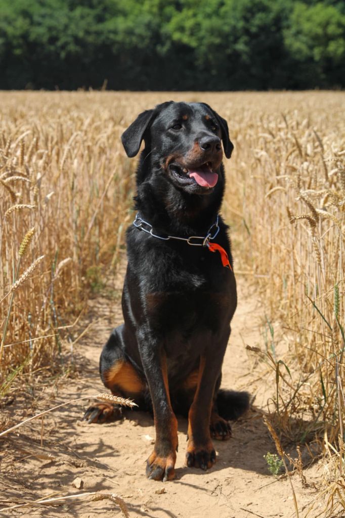 Publication : De La Dynasty De La Freya Auteur : ELODIE