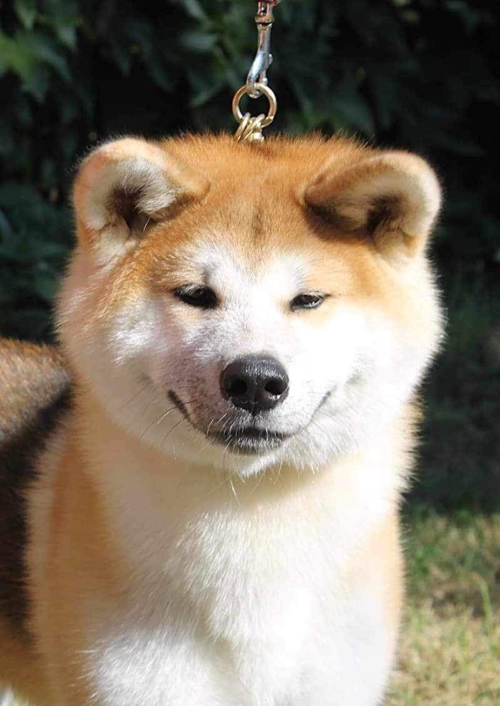 Publication : Des Clos De La Corrèze 