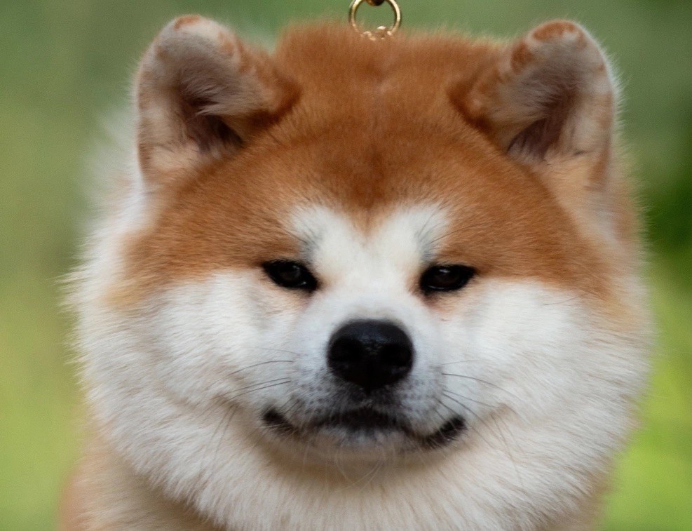 Publication : Tenshiyo Kensha 