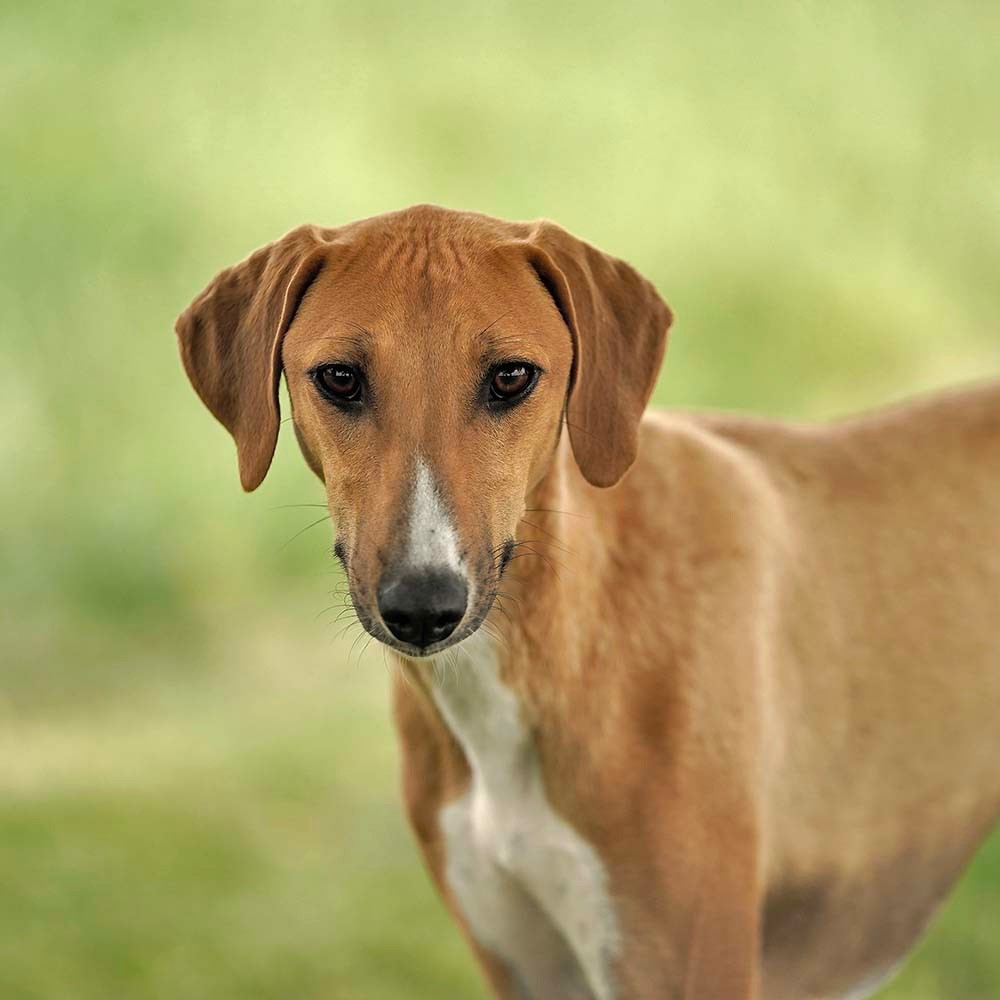 Publication : de garde-epée 