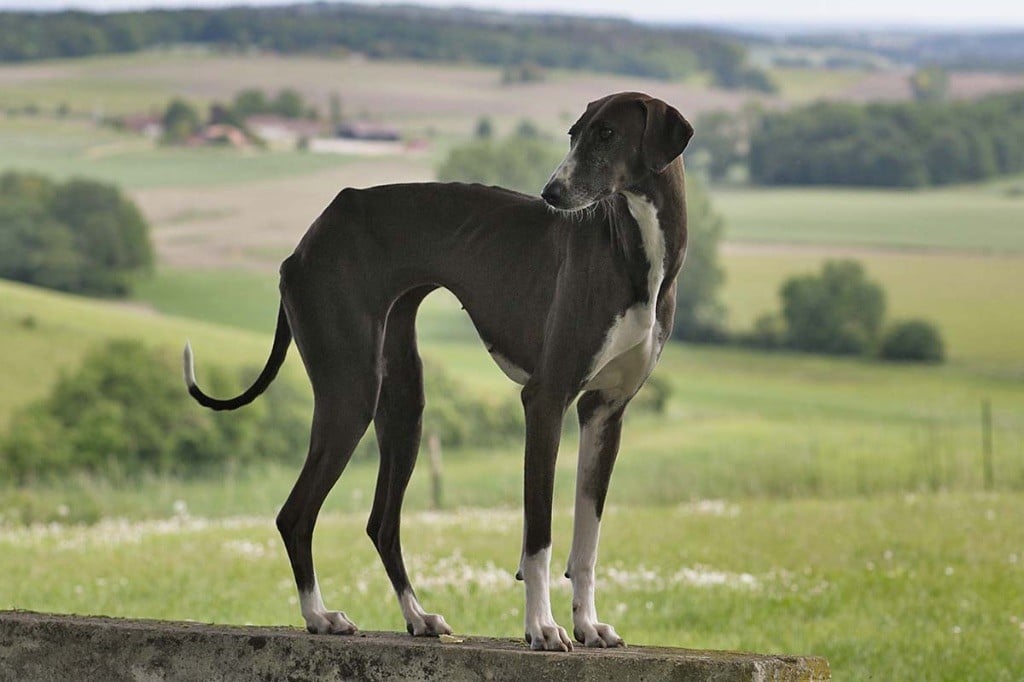 Publication : de garde-epée Auteur : Corine LUNDQVIST