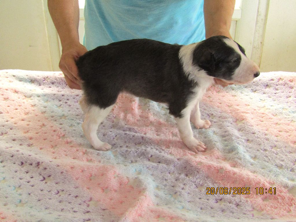 Publication : du Domaine d'Iasnaïa-Poliana Auteur : NT