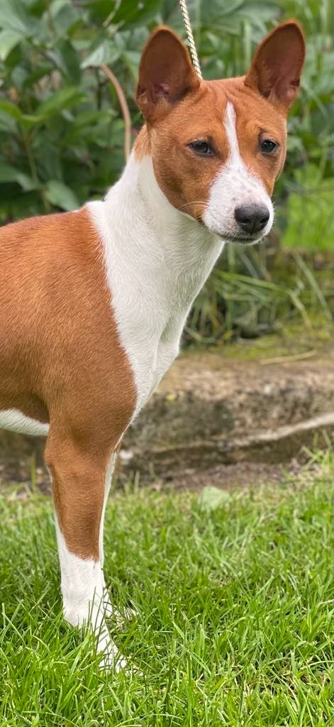 Publication : Of swala pala 