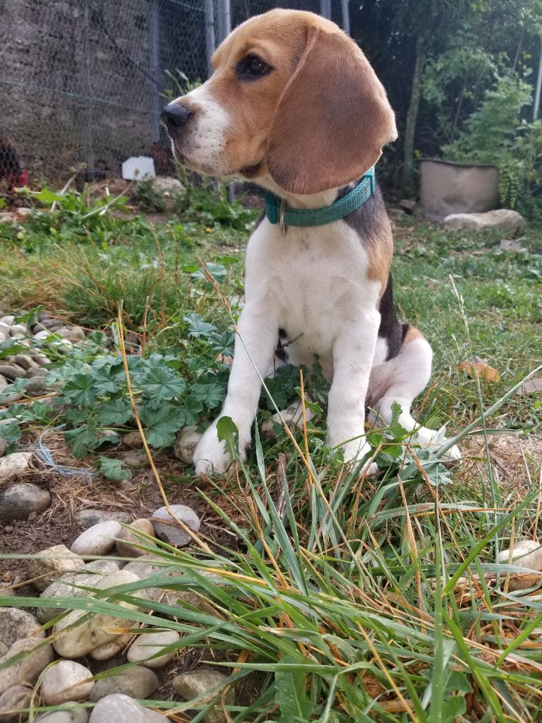 Publication : De Pont Marette