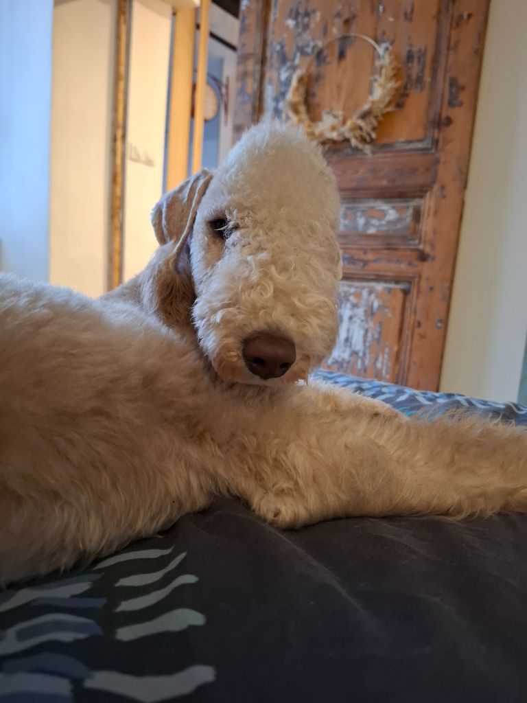 Publication : Un Après-midi De Chien