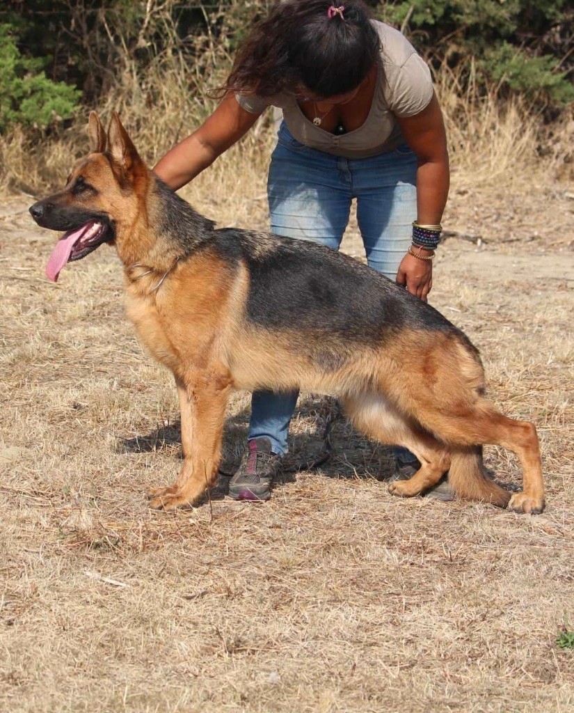 Publication : du Chemin du Torrent Auteur : Elevage du chemin du torrent