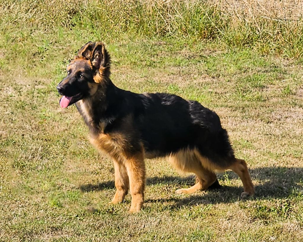 Publication : De La Légende D'Amarok Auteur : guillaume Burtscher