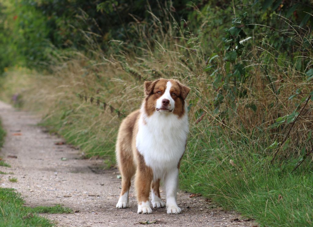Publication : Des Bergers D'eden Auteur : Bergers d eden