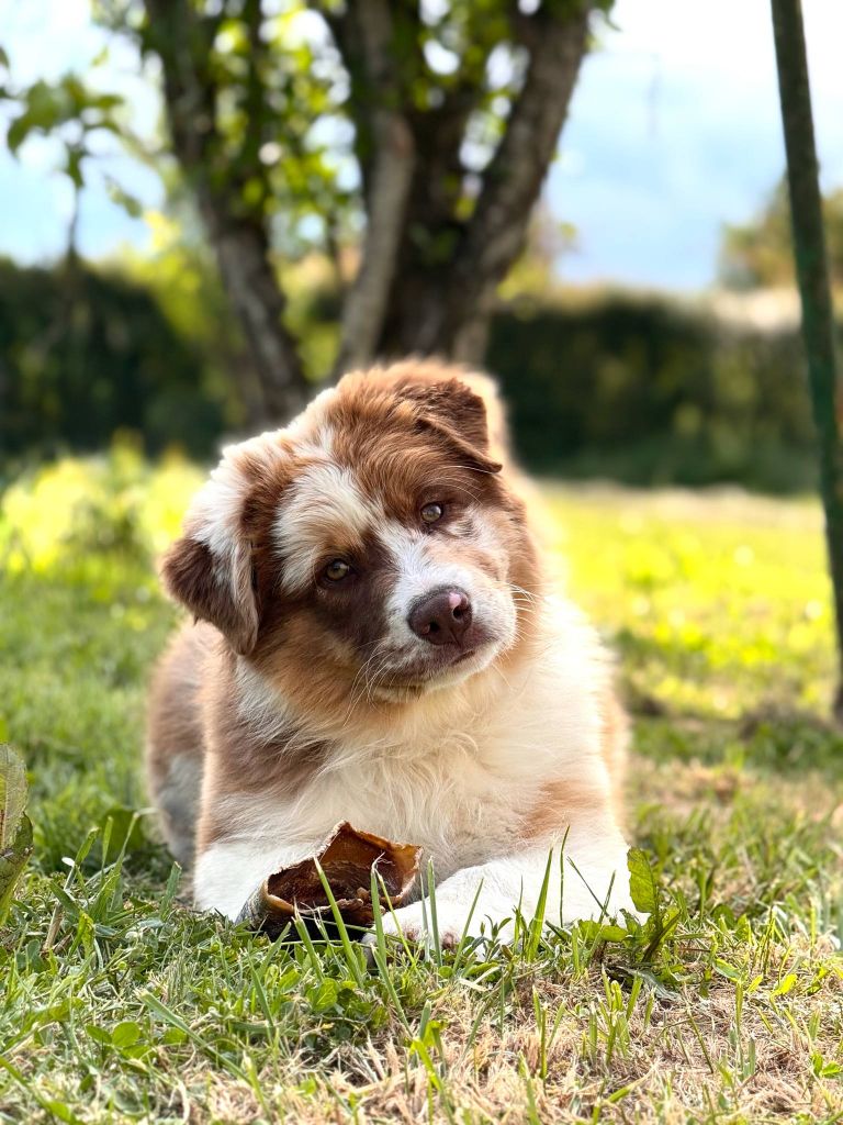 Publication : Des Bergers D'Enguerrand 