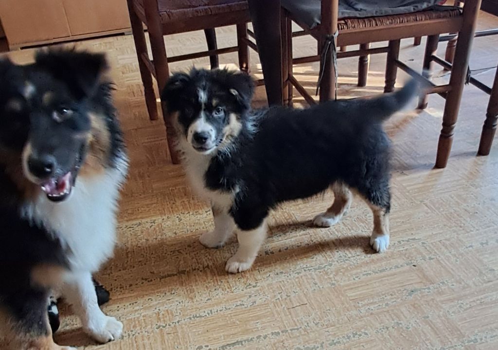 Publication : du château de la Nougatine 