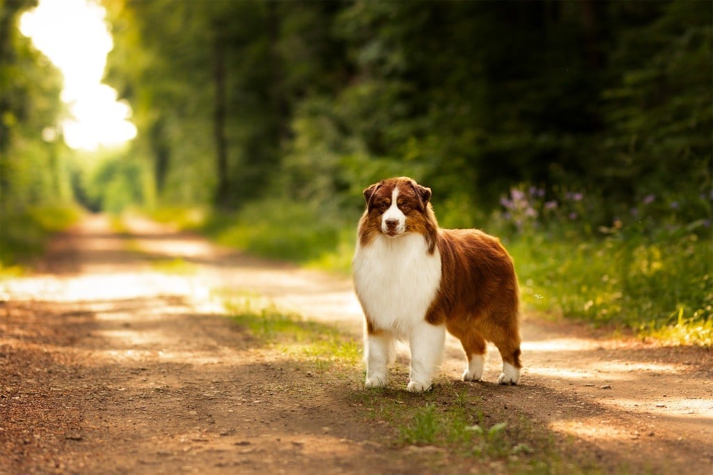 Publication : De La Tour Brune 