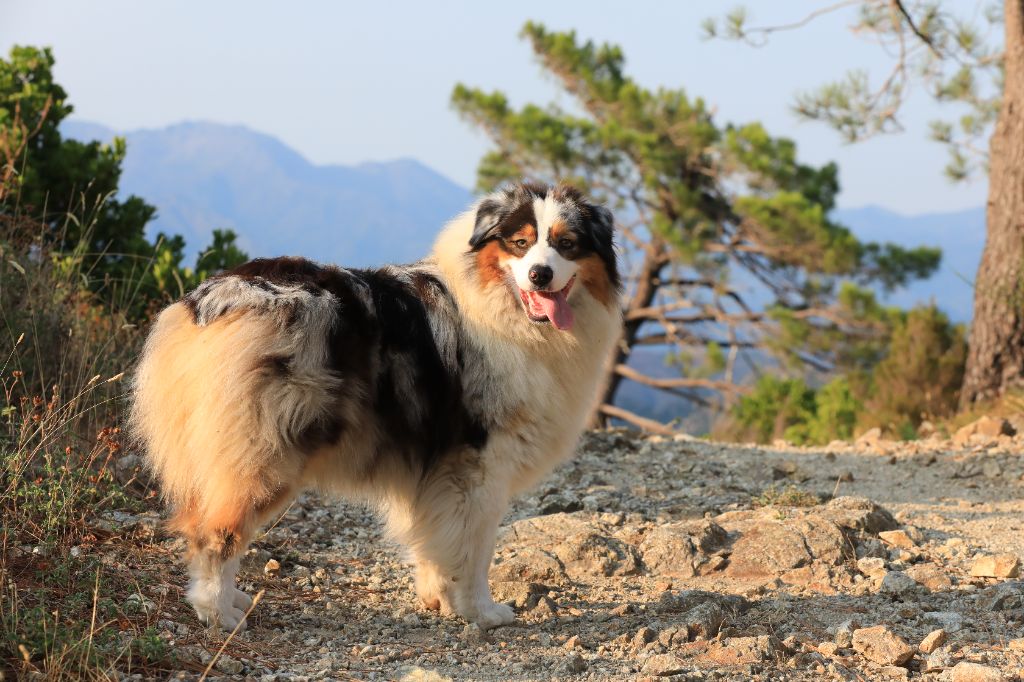 Publication : di u Vecchiu Auteur : Laetitia Feretti