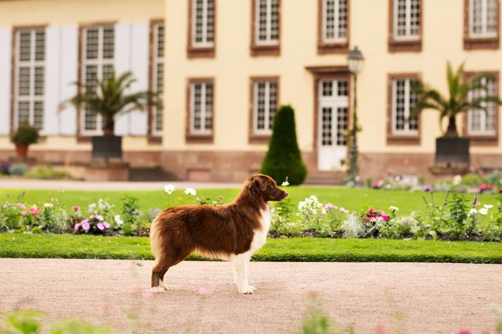 Publication : The Dark Enchantress