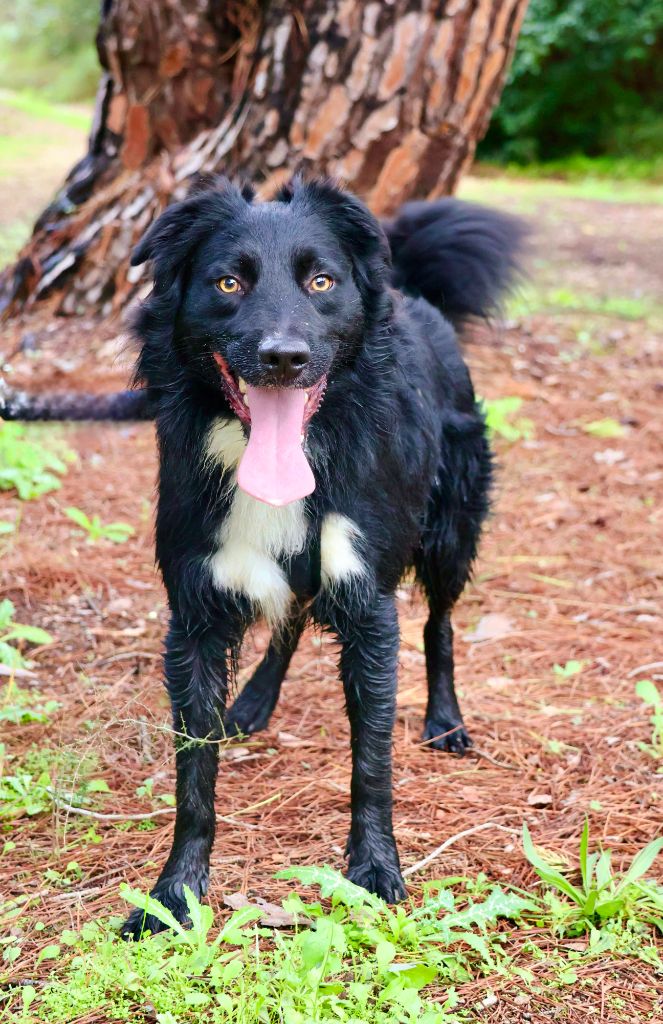 Publication : Of The Sheperds' Symphony 