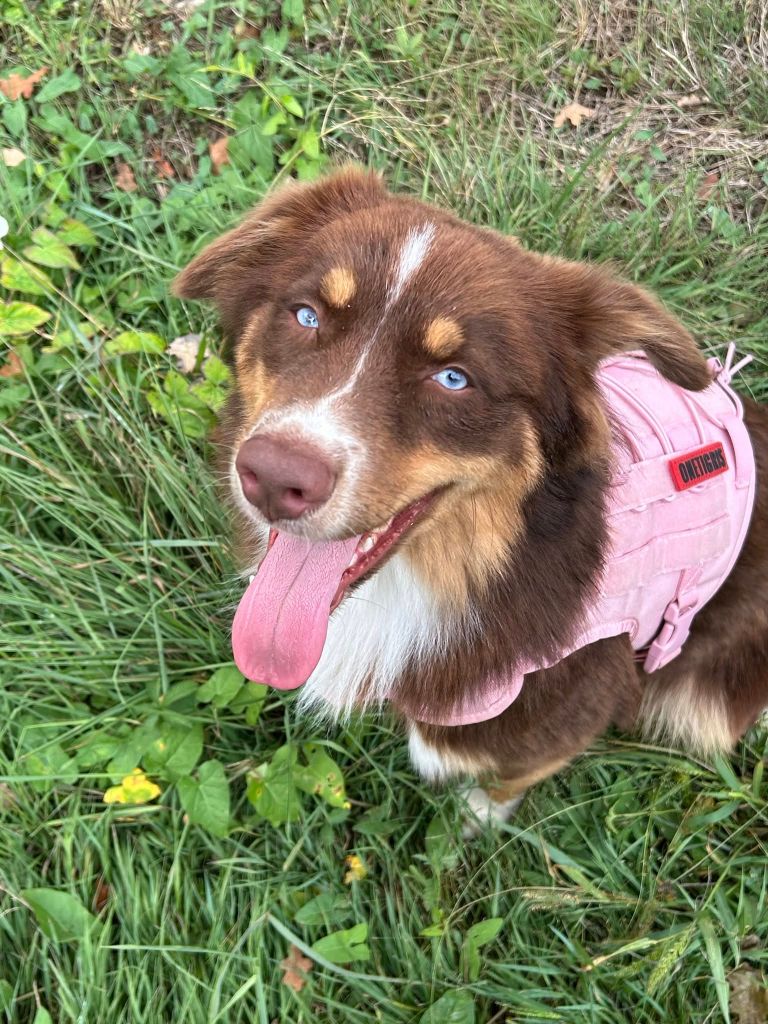 Publication : Des Highlands Du Sud