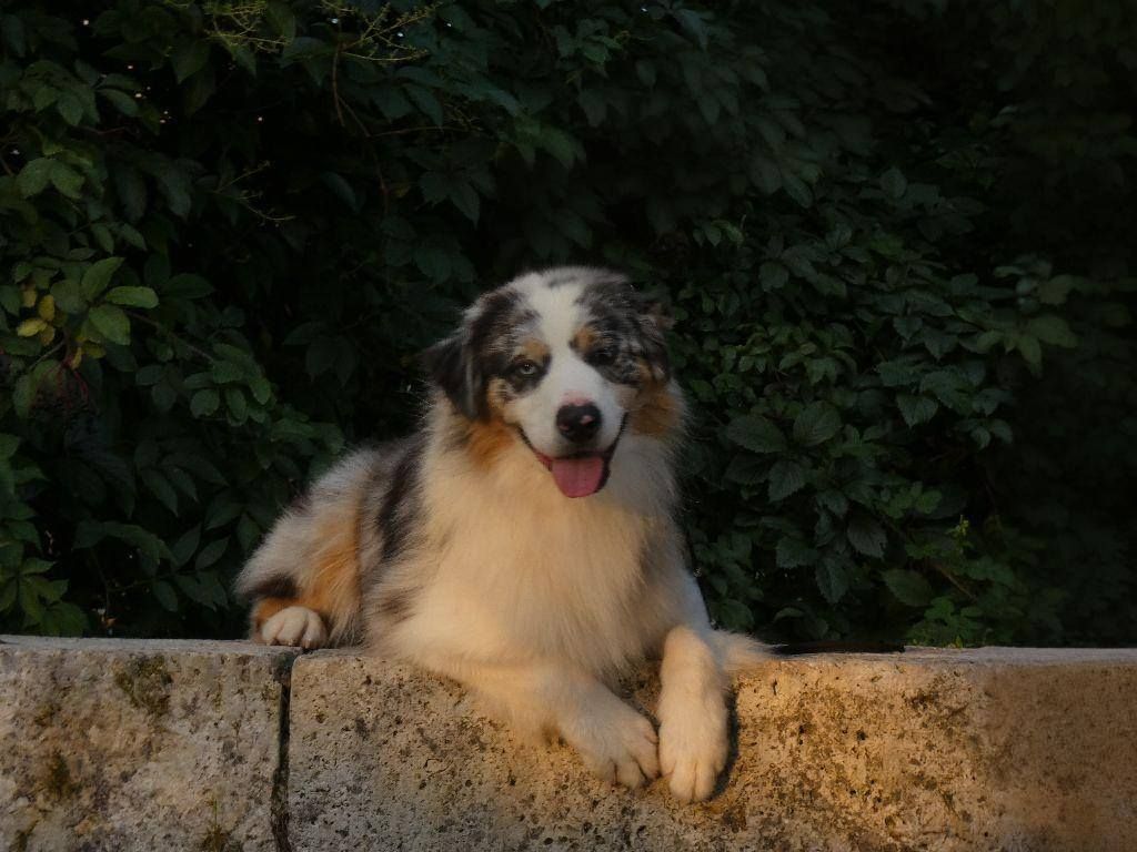 Publication : Du Domaine Du Clos Australien Auteur : Du Domaine Du Clos Australien