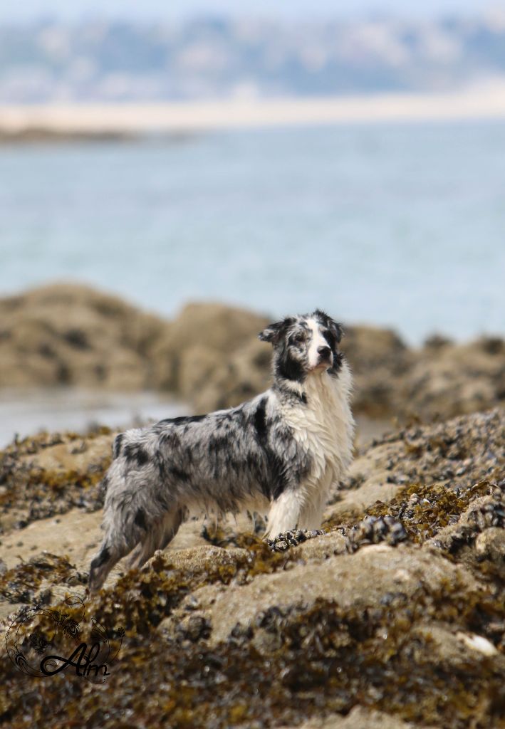 Publication : of Angel'Crossings Auteur : ALM