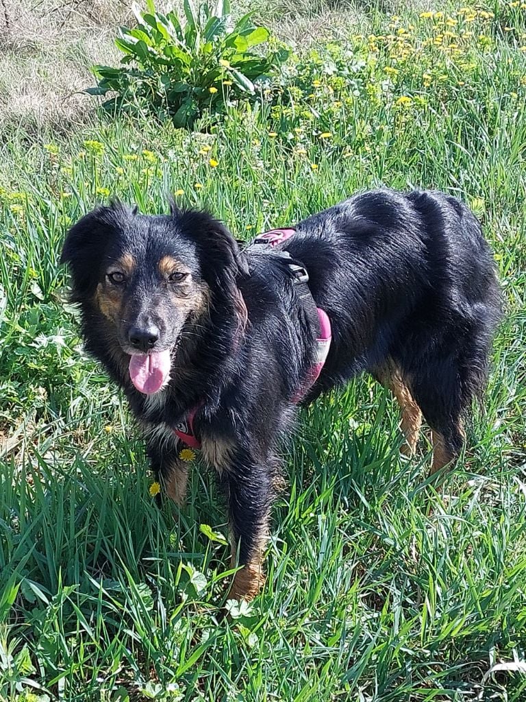 Publication : Of The Sheperds' Symphony 