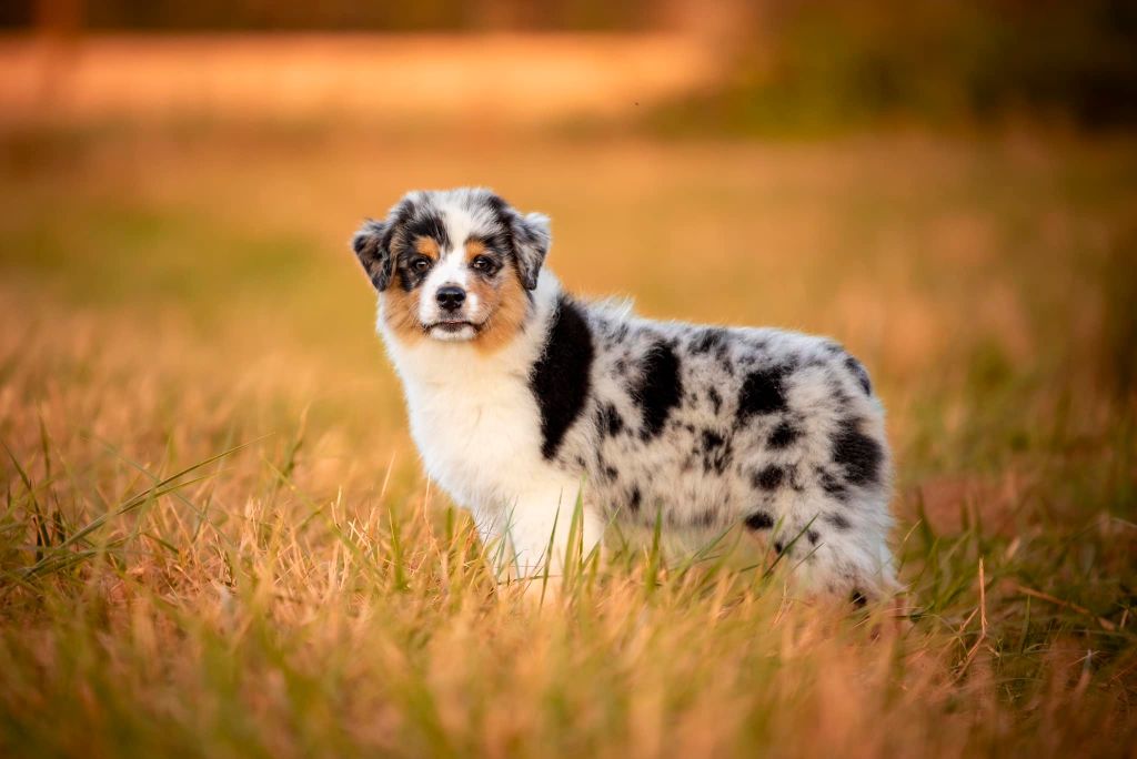 Publication : of go Fast Storm