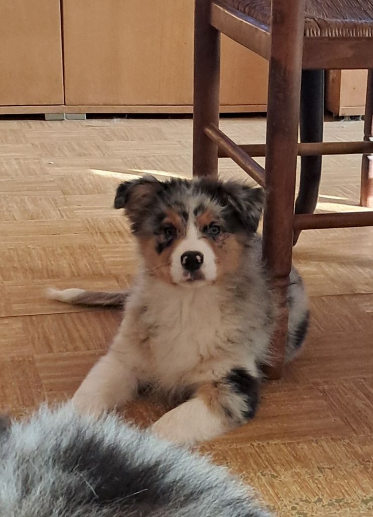 Publication : du château de la Nougatine