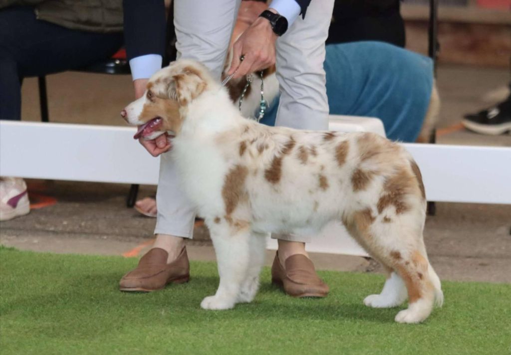 Publication : Des Bergers D'Enguerrand 