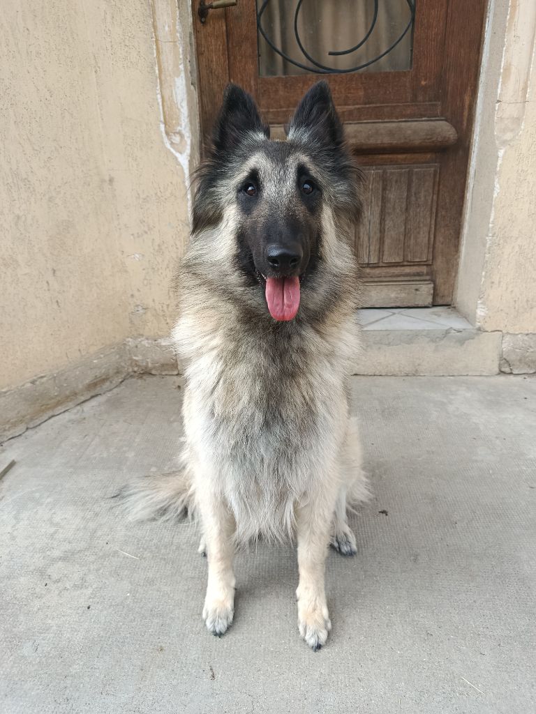 Publication : Elevage De L'Espoir Du Berger 