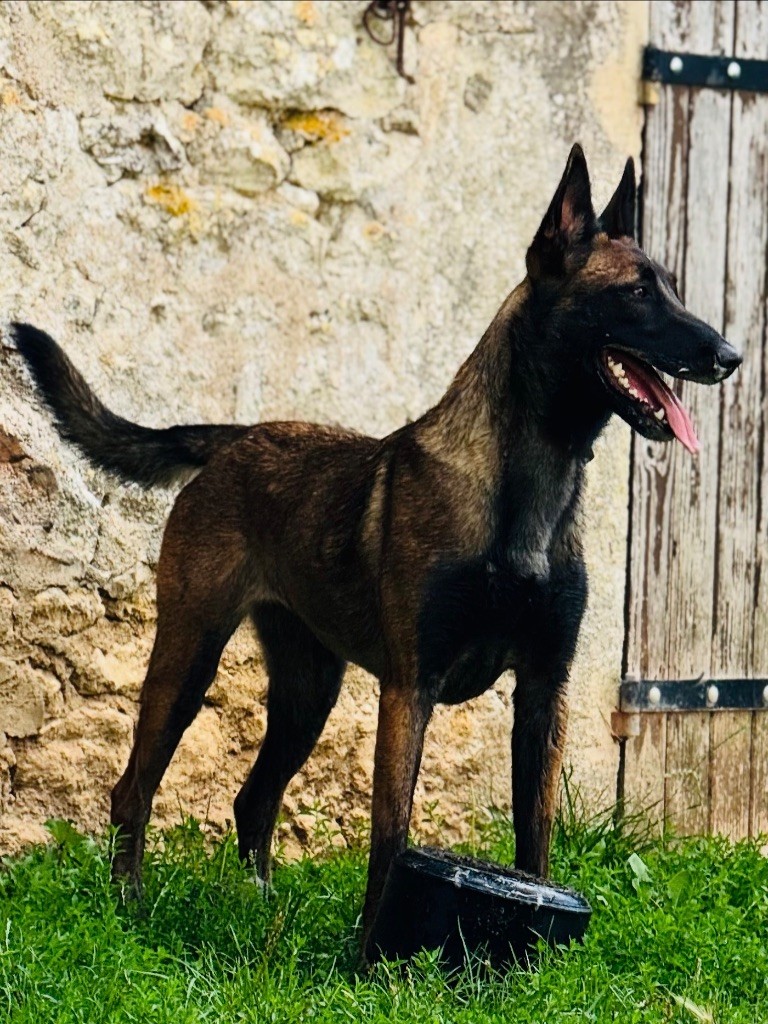 Publication : Vom Mond Schwarz